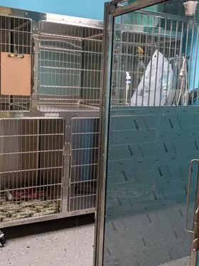 Fur Ever Friends Veterinary Clinic Picture 10