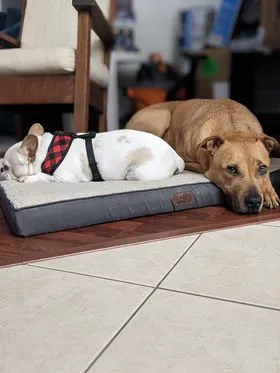 Fur Ever Friends Veterinary Clinic Picture 8