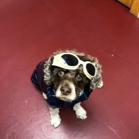 Veterinary Healing Arts ico