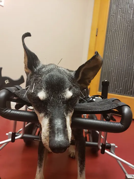 Veterinary Healing Arts Picture 10
