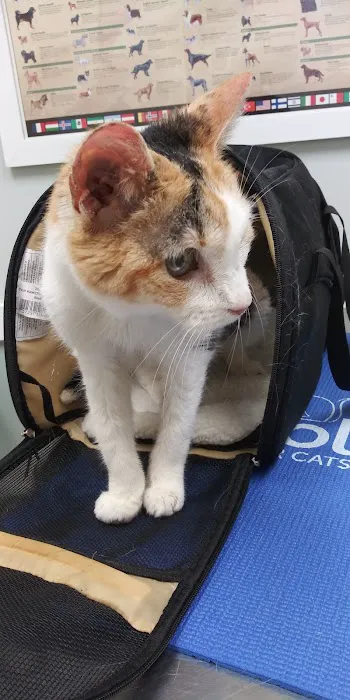St Pete Beach Veterinary Clinic Picture 2