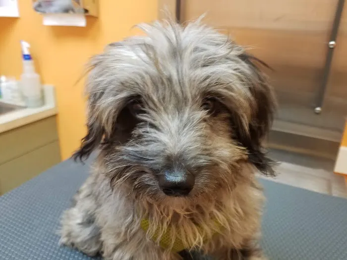 St Pete Beach Veterinary Clinic Picture 7