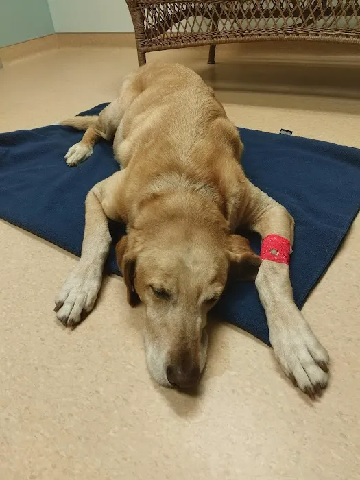 St Pete Beach Veterinary Clinic Picture 8