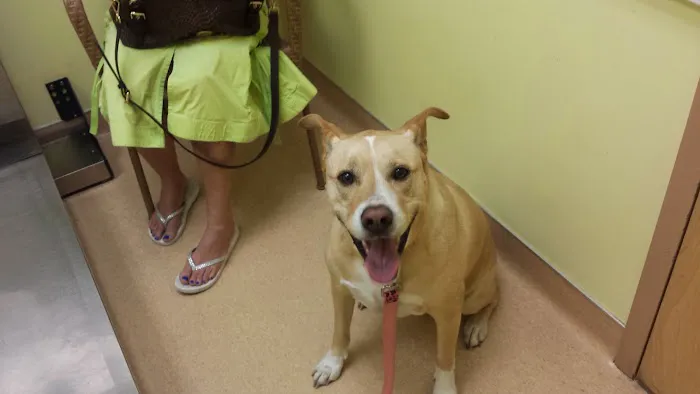 St Pete Beach Veterinary Clinic Picture 4