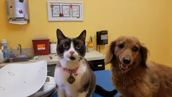 St Pete Beach Veterinary Clinic Picture 10