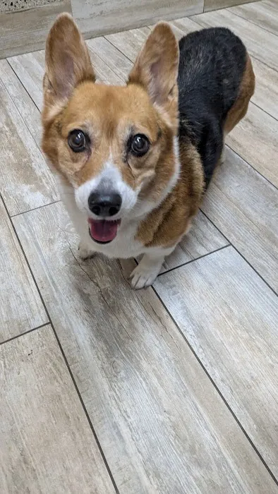 Downtown St. Pete Vet Clinic Picture 2