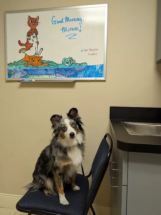Bayview Animal Hospital Picture 5