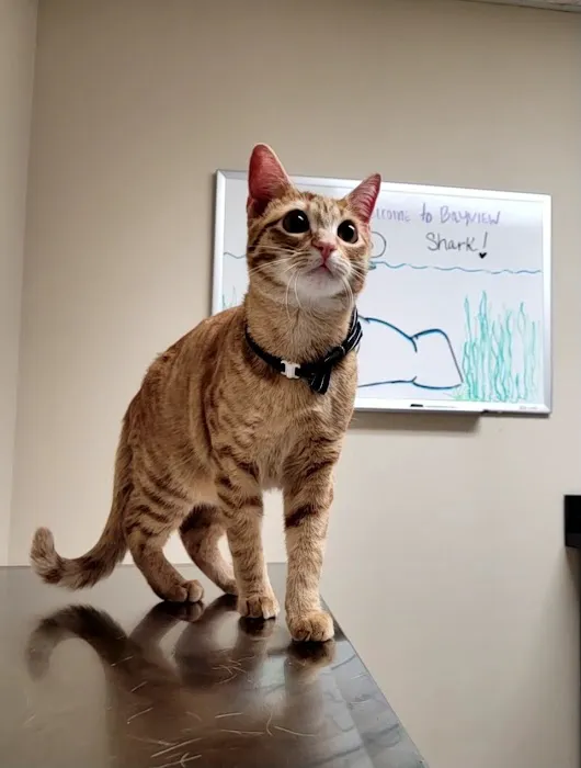 Bayview Animal Hospital Picture 7
