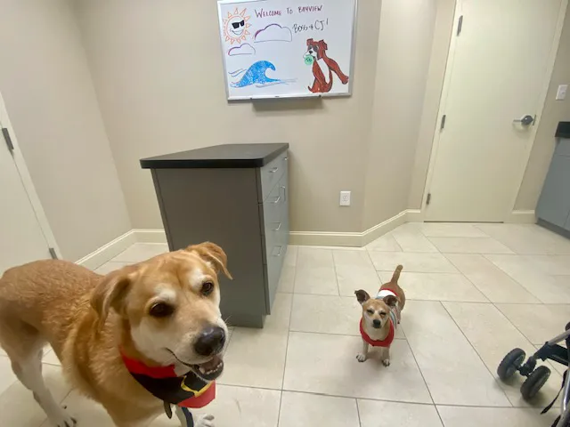 Bayview Animal Hospital Picture 8