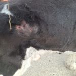 Waseca Veterinary Clinic