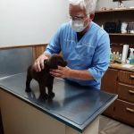 Colfax Animal Hospital