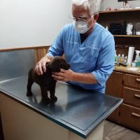 Colfax Animal Hospital ico