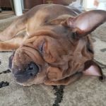 Rock Falls Veterinary Care