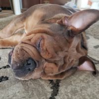 Rock Falls Veterinary Care ico