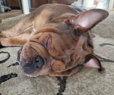 Rock Falls Veterinary Care