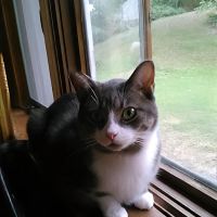 Chippewa Valley Veterinary ico