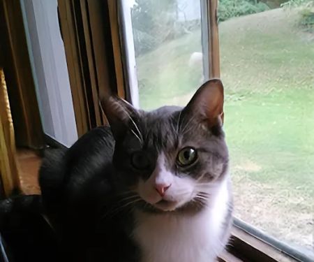 Chippewa Valley Veterinary