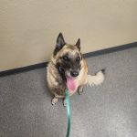 Chippewa Veterinary Clinic SC
