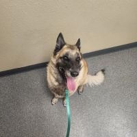 Chippewa Veterinary Clinic SC ico