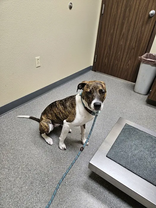 Chippewa Veterinary Clinic SC Picture 3