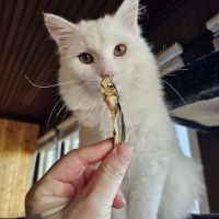 Riverview Animal Hospital ico