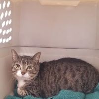 Lake Wissota Animal Hospital ico