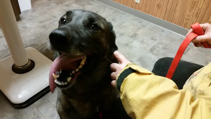 Kindness Animal Hospital Picture 1