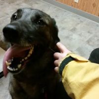 Kindness Animal Hospital ico
