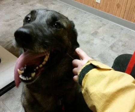 Kindness Animal Hospital