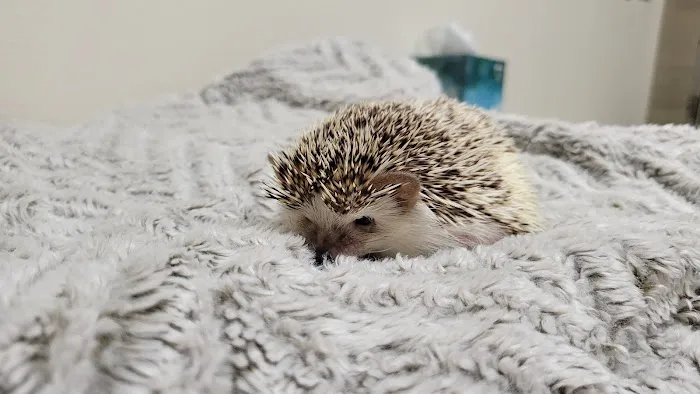 Kindness Animal Hospital Picture 4