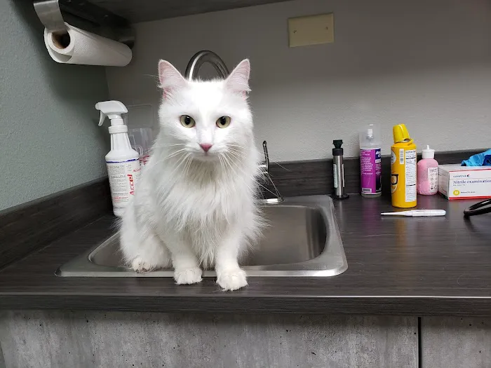 Kindness Animal Hospital Picture 2