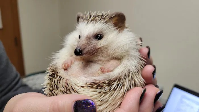 Kindness Animal Hospital Picture 3