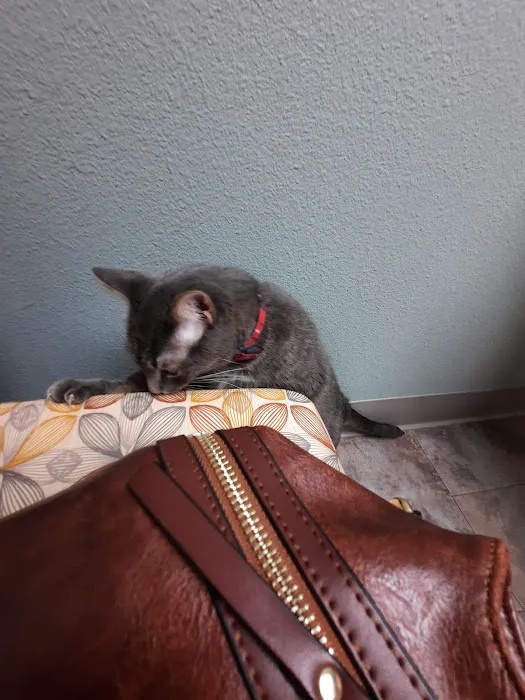 Kindness Animal Hospital Picture 9