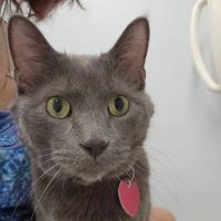 Northside Pet Hospital ico