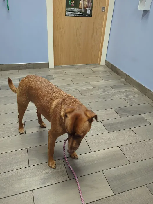 Northside Pet Hospital Picture 4