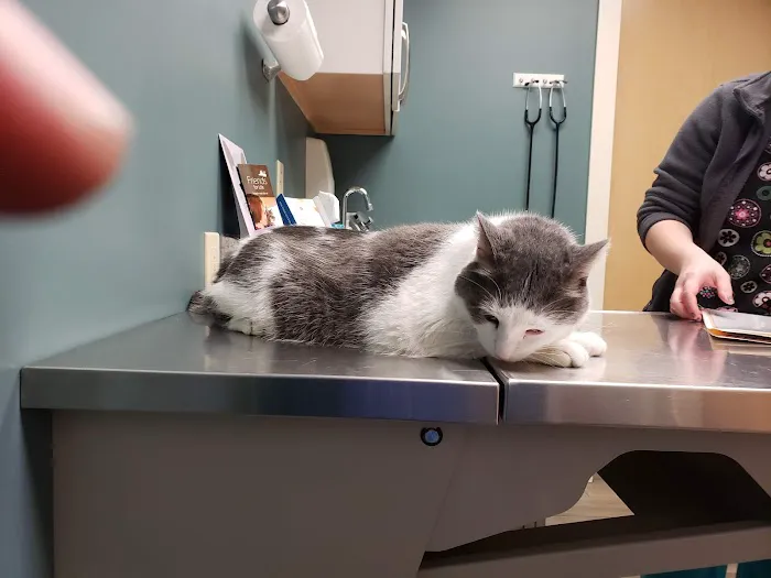 Northside Pet Hospital Picture 5