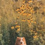 Cadott Animal Clinic
