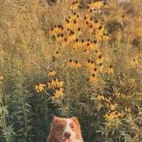 Cadott Animal Clinic ico