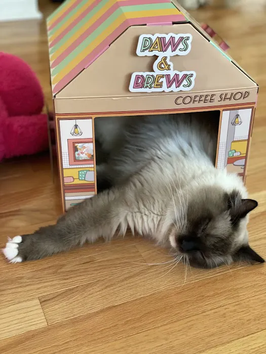 Cashmere Ragdolls Picture 2