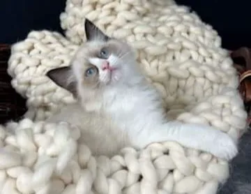 Cashmere Ragdolls Picture 4