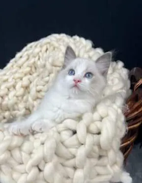 Cashmere Ragdolls Picture 1