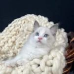 Cashmere Ragdolls