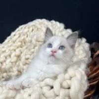 Cashmere Ragdolls ico