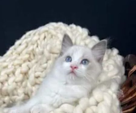 Cashmere Ragdolls