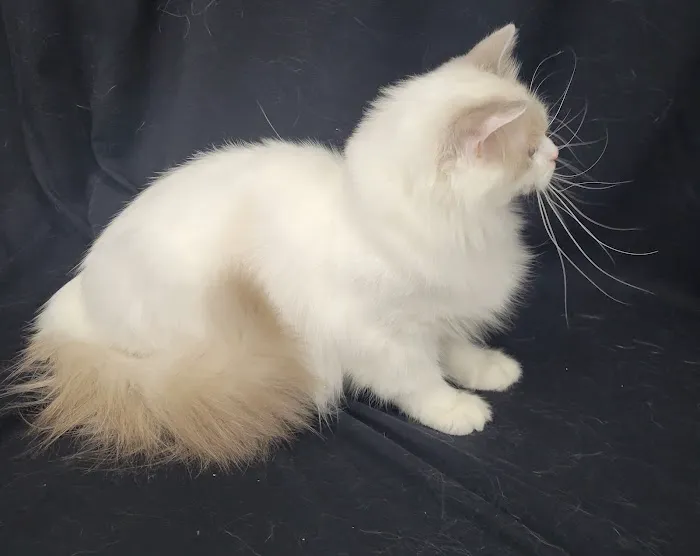 Cashmere Ragdolls Picture 6