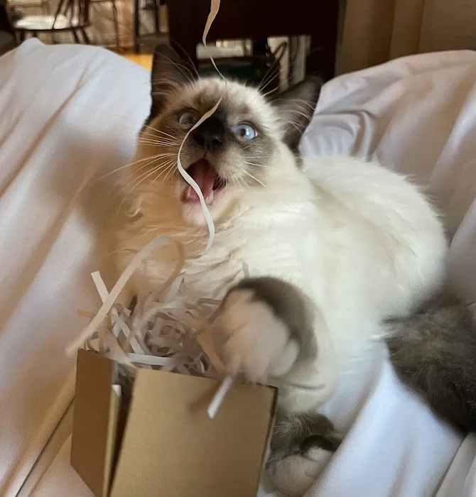 Cashmere Ragdolls Picture 5