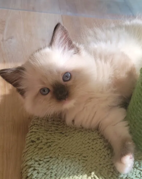 Cashmere Ragdolls Picture 10