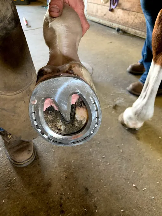Stoffel Equine Veterinary Clinic Picture 5