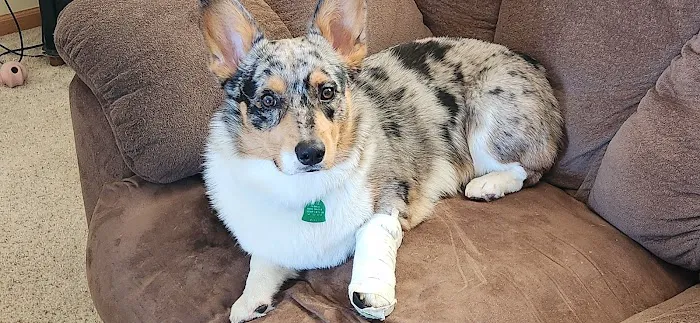 Magnolia Animal Hospital Picture 5