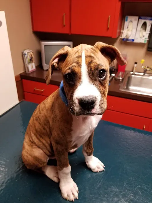 Zumbrota Veterinary Clinic Picture 1